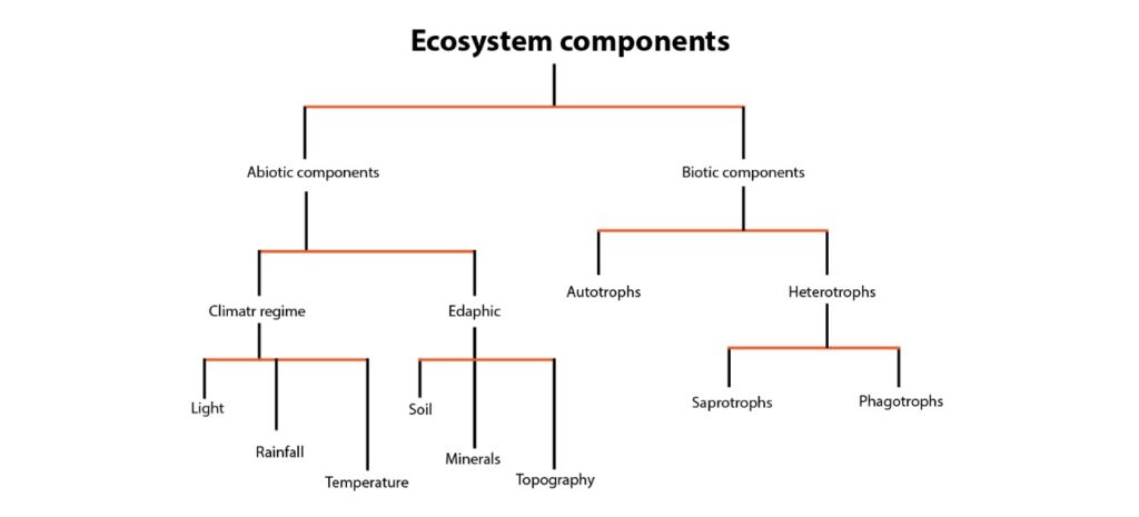 components of ecosystem
