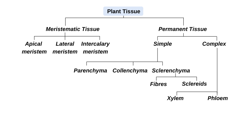 The Chart Below Shows The Three Main Types Of Plant Tissues, 55% OFF