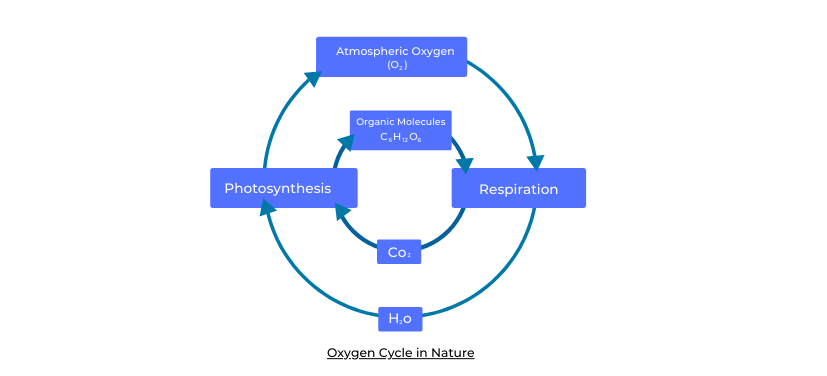 Biogeochemical Cycles: Oxygen Cycle