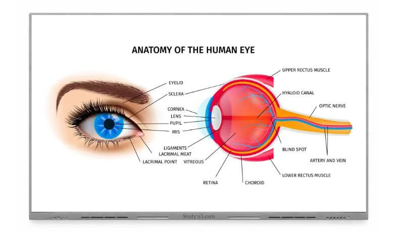 Interactive diagrams and visual learning tools in StudynLearn K-12 content